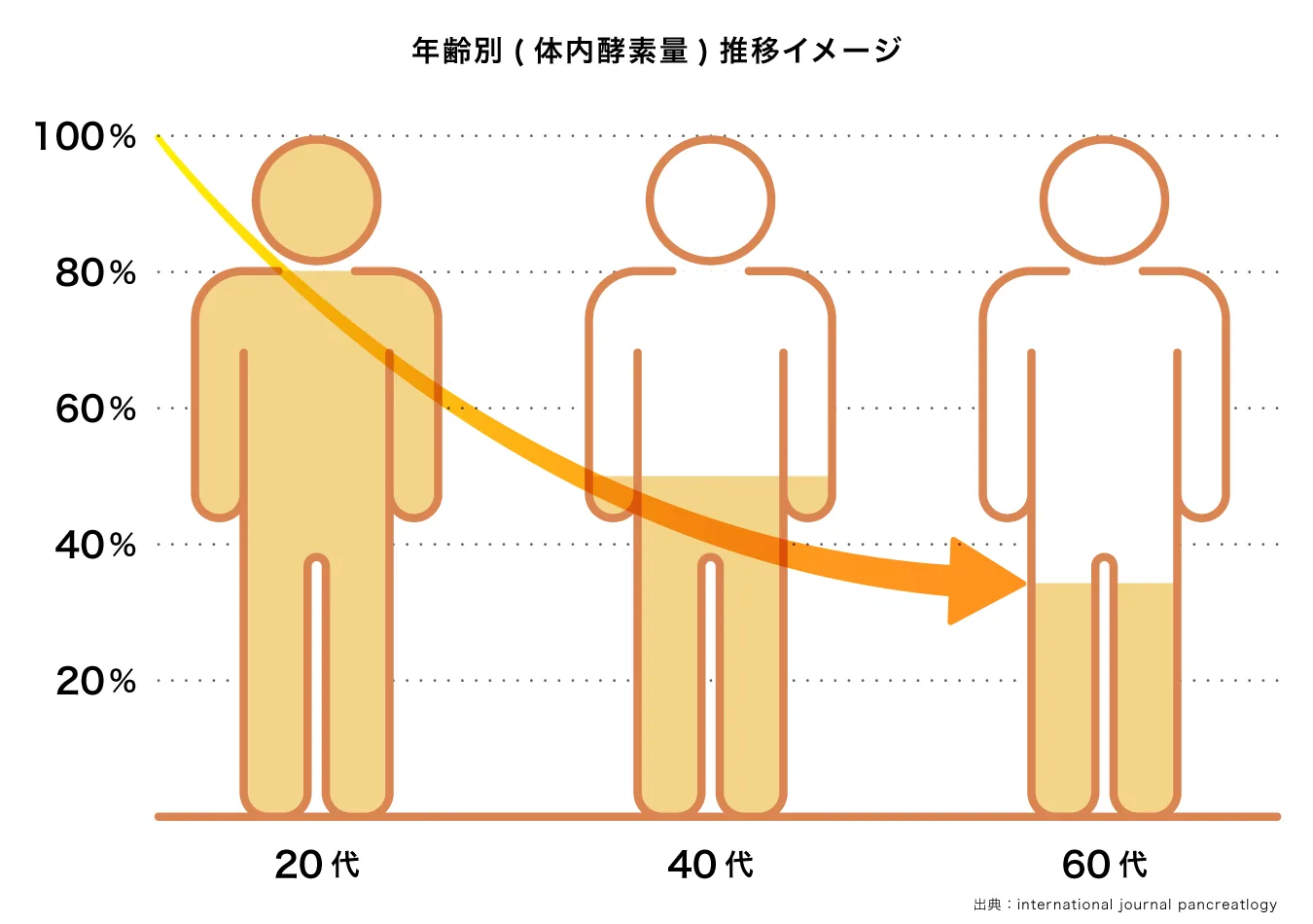 年齢別 体内酵素量 推移イメージ