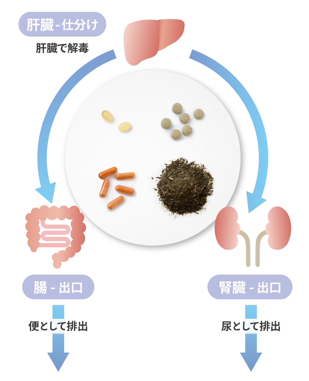 解毒の流れ