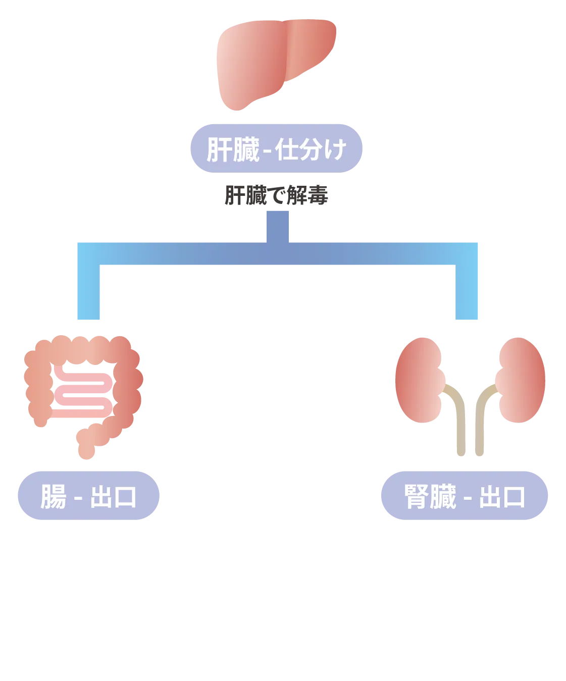 解毒の流れ